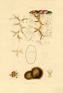 Polyp by French School